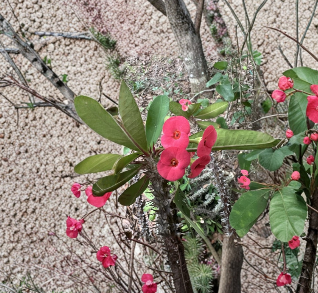 Hot Pink Crown of Thorns Cutting - Euphorbia milii Succulent Live Plant Propagation, Unrooted Flowering Succulent, Bright Pink Bracts