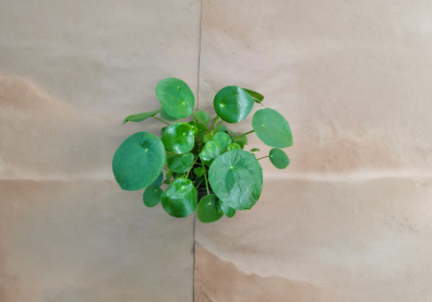 Pilea Peperomioides Indoor Houseplant in 4-Inch Pot, Chinese Money Plant, Green Foliage, Modern Home Decor