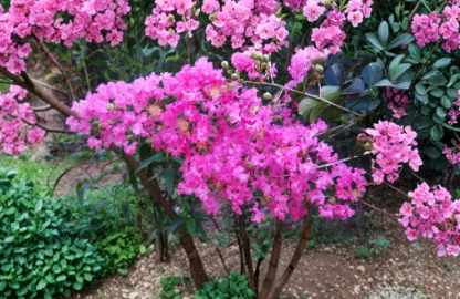 Pink Crepe Myrtle Trees - 2 Rooted Live Plants Lagerstroemia indica Heirloom Pink Flowering Tree