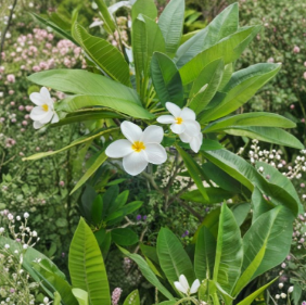 White Hawaiian Frangipani Cutting - 12 Inch Unrooted Plumeria Tropical Flowering Plant