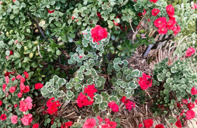 Variegated Zonal Geranium Starter Plant 6-Inch Pelargonium Live Rooted Cutting for Containers & Gardens