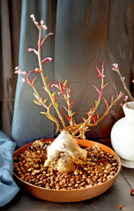 Monadenium Rubellum Seeds – Caudex Succulent for Bonsai & Container Growing, Euphorbia rubellum, Green-Red Foliage, 10 Pack