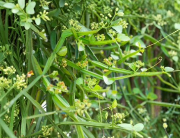 Cissus Quadrangularis Cuttings – 2 Live Trailing Vine Stems for Propagation, Veldt Grape, Tropical Climber, Green Plant