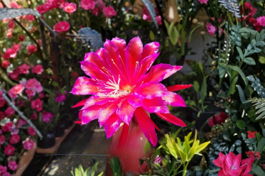 Epiphyllum Ferris Wheel Cutting 8-10 Inch Unrooted Orchid Cactus Stem for Hanging Baskets, Flat Segmented Growth