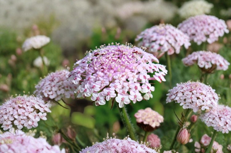 Pink Lace Flower Seeds 50 Count, Trachymene coerulea Didiscus, Soft Pink Blooms, Annual Cut Flower Garden Plant