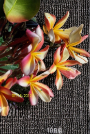 Candy Stripe Plumeria Cuttings 8-11 Inches Unrooted Frangipani Stems for Propagation, Tropical Flowering Tree, Plumeria sp.