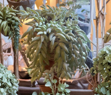 Unrooted Burro’s Tail Succulent Cutting Sedum morganianum Trailing Indoor Plant for Propagation
