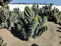 Spiral Tornado Cactus Live Plant in 1-Gallon Pot, Cereus forbesii, Twisted Columnar Succulent for Indoor & Outdoor Gardens
