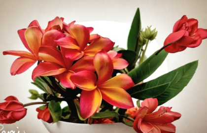 Plumeria Cutting Col’s Cooktown Sunset Tropical Frangipani Unrooted Plant for Propagation, Sunset-Toned Flowers, Garden, Patio, Container