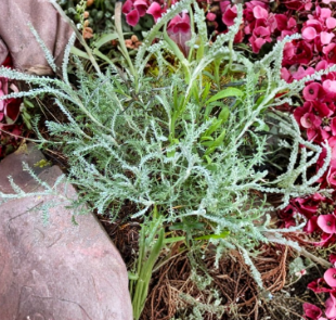 White Santolina Cuttings – 4 Unrooted Herb Shrubs for Borders, Hedges, Mediterranean Gardens, Santolina chamaecyparissus