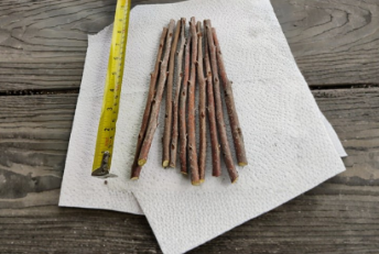 Unrooted Fuyu Persimmon Tree Cuttings Set of 10 for Grafting, 8-Inch Diospyros kaki ‘Fuyu’ Scion Wood