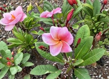 Jungle Jack Jubilee Plumeria Cuttings Bright Pink Unrooted 10-12 Inch Lot of 2