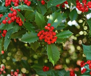 American Holly Cuttings 15+ Unrooted Ilex opaca Evergreen Tree Stems for Propagation