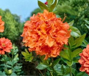 Gibraltar Azalea Rooted Starter Plant – Deciduous Rhododendron with Bright Orange Flowers, Small Live Shrub for Garden or Landscape