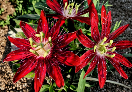 Lady Margaret Passionflower Live Plant 6-8 Inch Vining Hybrid Passiflora Climbing Vine Without Pot