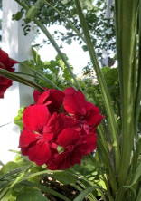 True Red Ivy Geranium Cuttings - Pelargonium Trailing Flowering Plant for Hanging Baskets and Containers