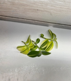 Variegated Fuzzy Sillamontana Cuttings – Unrooted Tradescantia sillamontana ‘Variegata’ for Propagation, Indoor Houseplant