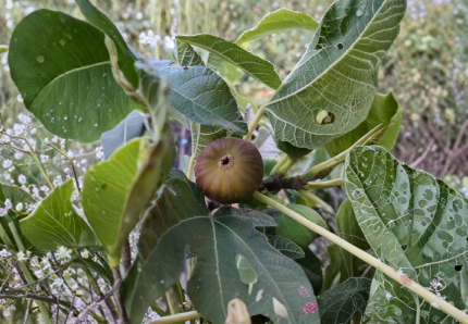 Olympian Fig Tree Cuttings, Unrooted Ficus Carica Stem for Grafting or Rooting, Fruit Tree Propagation