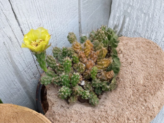 Rare Mat-Forming Cactus Cuttings, Durango Zacatecas Native, Unrooted Grusonia bulbispina, Desert Cactus Starter Pack