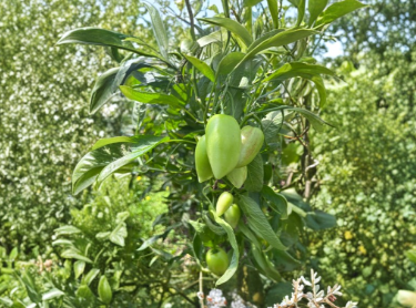Pepino Melon Cuttings 6 Pack Unrooted Solanum muricatum Kendall’s Gold Propagation Starter