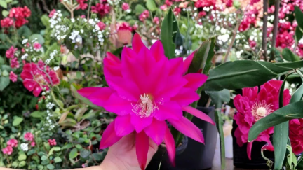 Epiphyllum Medora Unrooted Cutting – 8-10 Inch Orchid Cactus Propagation Plant, Trailing Epiphytic Cactus, Green Stems