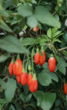 Goji Berry Live Plant in Pot | Rooted Lycium barbarum Shrub for Garden or Container Growing