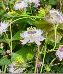 Passiflora Incarnata Maypop Passionflower Cuttings – 7 Inch Unrooted Perennial Vine for Garden, Trellis, Fence, Purple Flowers