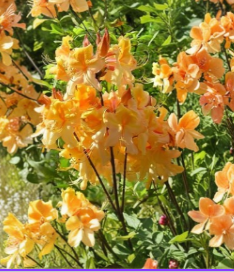 Dancing Rabbit Aromi Azalea Starter Plant Deciduous Rhododendron Hybrid for Spring Garden