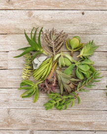 Assorted Succulent and Cactus Cuttings Pack – Live Propagation Plants for Container Gardens & Indoor Decor