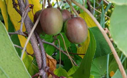 Hardy Kiwi Geneva Female Hardwood Cuttings - Actinidia arguta Unrooted Vines Lot of 10