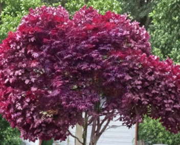 Red Japanese Maple Cutting 6-8 Inch Acer palmatum Live Stem for Rooting or Grafting, Ornamental Tree