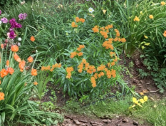 Orange Butterfly Weed Taproots - Asclepias Tuberosa Perennial Milkweed Plants for Gardens