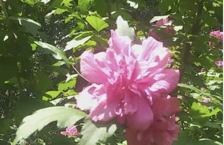 Double Pink Rose of Sharon Cuttings Hibiscus syriacus Unrooted Shrubs for Propagation