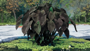 Black Magic Elephant Ear Plant Small Rooted Starter | Colocasia esculenta ‘Black Magic’ Tropical Foliage