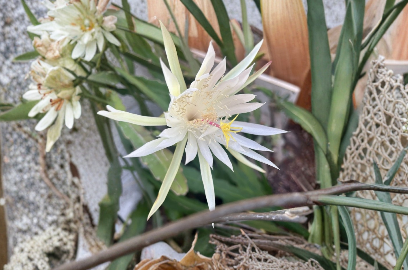 White Flower Epiphyllum Ophelia Orchid Cactus Cutting – 8-10 Inch Unrooted Propagation Plant, Epiphytic Cactus, Trailing Stems