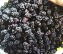 Blackberry Plant Cuttings Set of 15 Unrooted Canes Rubus spp. Cold Hardy Bramble for Propagation