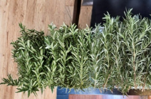 Fresh Rosemary Cuttings for Planting, Unrooted Herb Stems, Salvia rosmarinus Propagation Starter