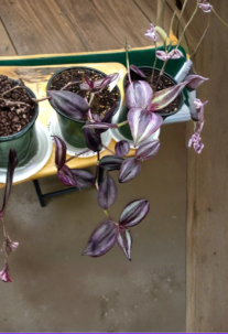 Tradescantia Zebrina Deep Purple Live Houseplant Cuttings, Trailing Indoor Plant, Striped Foliage, Propagation, Hanging Basket