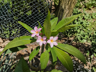 Unrooted Plumeria Cutting for Propagation - Tropical Frangipani Live Plant, Garden or Container Planting