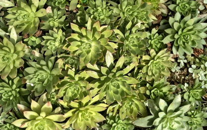 Pink-Edged Aeonium Succulent Cuttings, Green Rosettes, 2-4 Inch, Unrooted Propagation Plants, Aeonium spp.