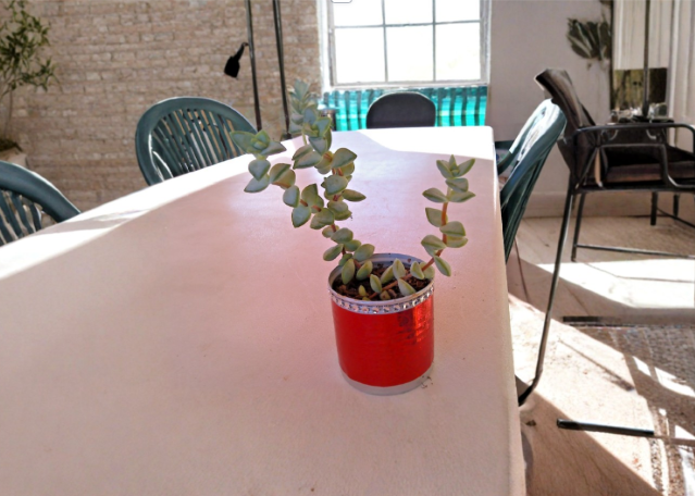 Live Rooted Necklace Succulent in Red Aluminum Pot, Crassula marnieriana, Trailing Jade Plant for Indoor Decor