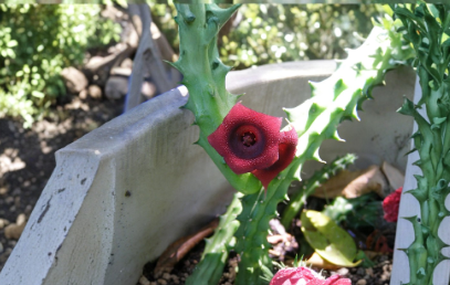 Starfish Cactus Plants | 10 Rooted Huernia Schneideriana Succulents for Containers | Stapelia Type Live Succulents