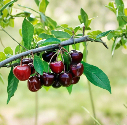 Carmen Giant Cherry Tree Cuttings 5 Pack Prunus avium Sweet Cherry Grafting Rooting Dormant Hardwood