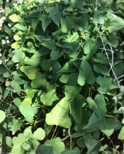 Okinawa Purple Sweet Potato Slips - Unrooted Cuttings, Ipomoea batatas, Vining, Edible Tubers, Full Sun, Well-Draining Soil, Lot of 10