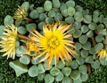 Fenestraria Rhopalophylla Baby Toes Succulent Seeds – 10 Seeds for Indoor & Outdoor Container Planting