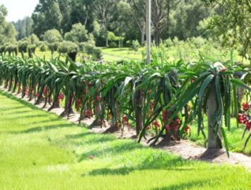 Dragon Fruit Cutting Pitaya Delight Variety 6+ Inch Unrooted Plant Segment for Propagation, Hylocereus spp.