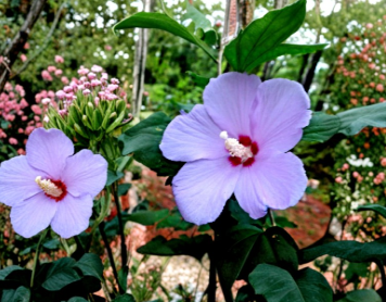 Purple Rose of Sharon Live Plant | 6-Inch to 1-Foot Hibiscus Syriacus Starter Shrub with Purple Flowers