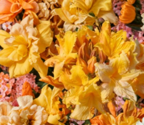 Golden Lights Azalea Starter Plant, Deciduous Rhododendron, Bright Golden-Yellow Blooms, Northern Lights Series