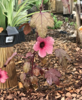 Cranberry Hibiscus Live Plant Cuttings | Hibiscus acetosella | Ornamental Foliage | Red Burgundy Leaves