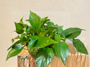 Green Pothos Cuttings Set of 3 | Epipremnum aureum Trailing Houseplant for Propagation